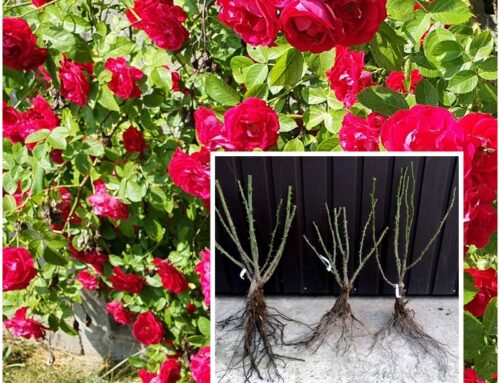 Kiedy najlepiej sadzić róże?