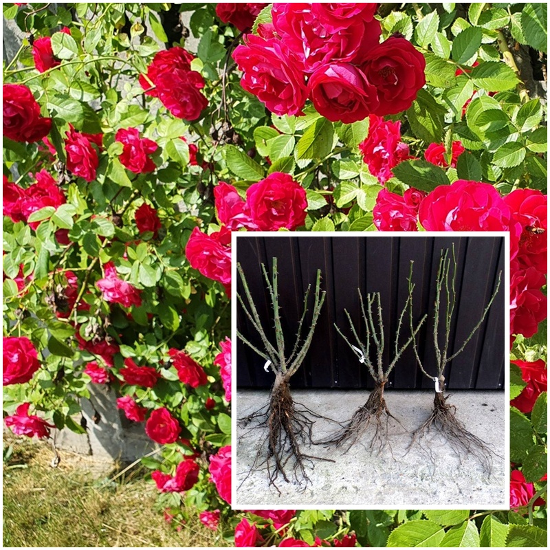 kiedy najlepiej sadzić róże