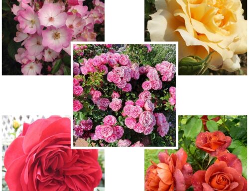 Termin kwitnienia róż