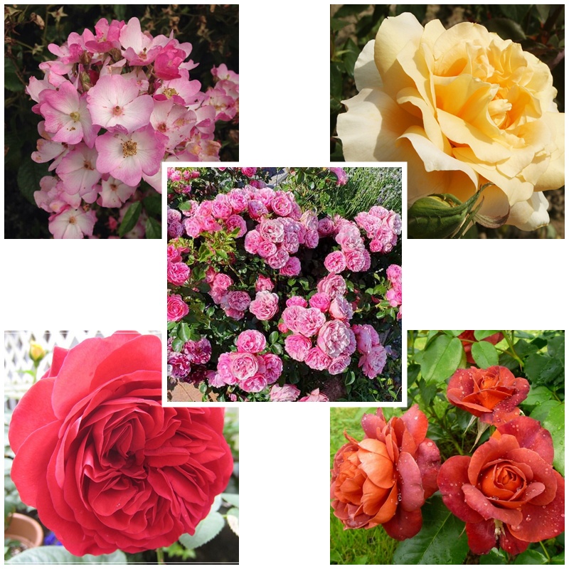 termin kwitnienia róż