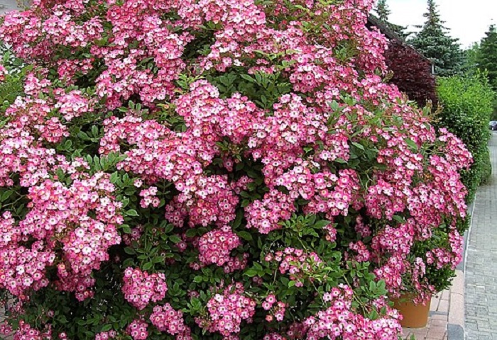 róże mroodporne Mozart