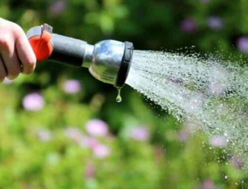 Woda czy nawożenie dla róż?