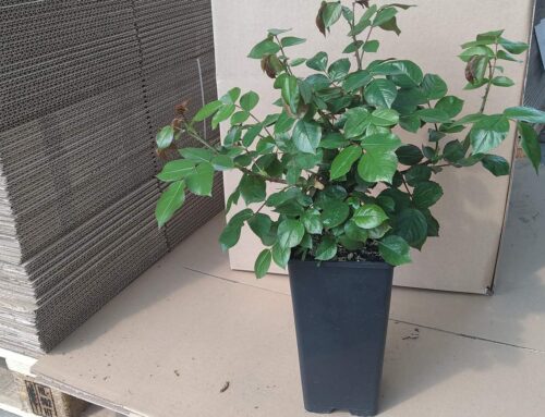 Młode róże słabo rosną po roku