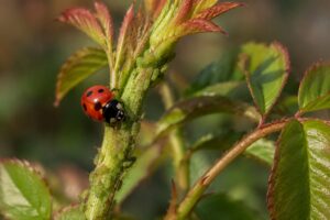 naturalna ochrona biedronka