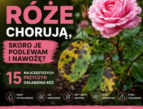 Dlaczego róże chorują?