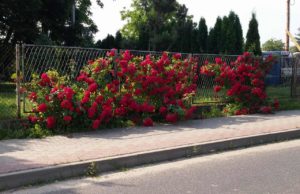 czerwona róża pnąca przerasta płot