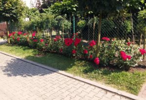 czerwona różana rabatka