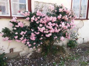 czy ta róża przeżyje ten dom