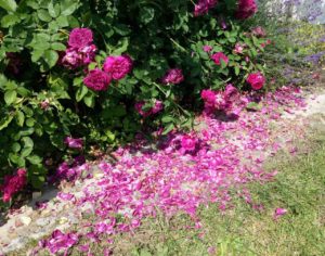 osypywanie płatków róż