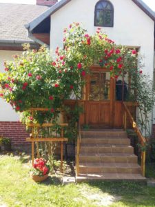 pnąca róza nad schodami