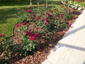 róża angielska Munsted Wood pieknie pachnie