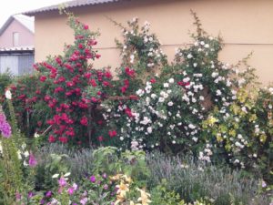 róża sympatia i New Dawn