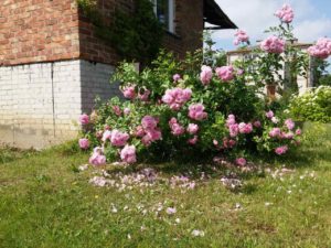 róża lavender lassie