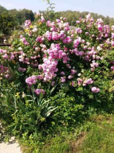 róża nie daje zagłuszyć się chwastom