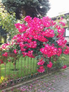 róża opiera sie o płot