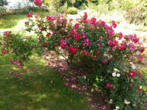 róża pnąca jak parkowa