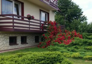 róża pnąca przy balkonie