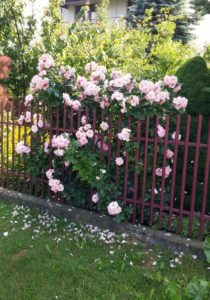róża wystaje zza płotu