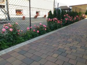 różana rabata nie zabetonowana kostka