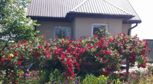 róże czerwone pnące