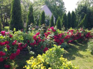 róże uginają się pod ciężarem kwiatów