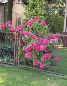 różowa róza pnąca