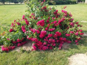 samotna piękność różana