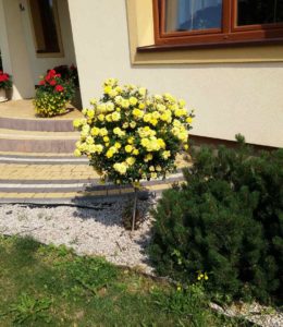 żółta róza pienna