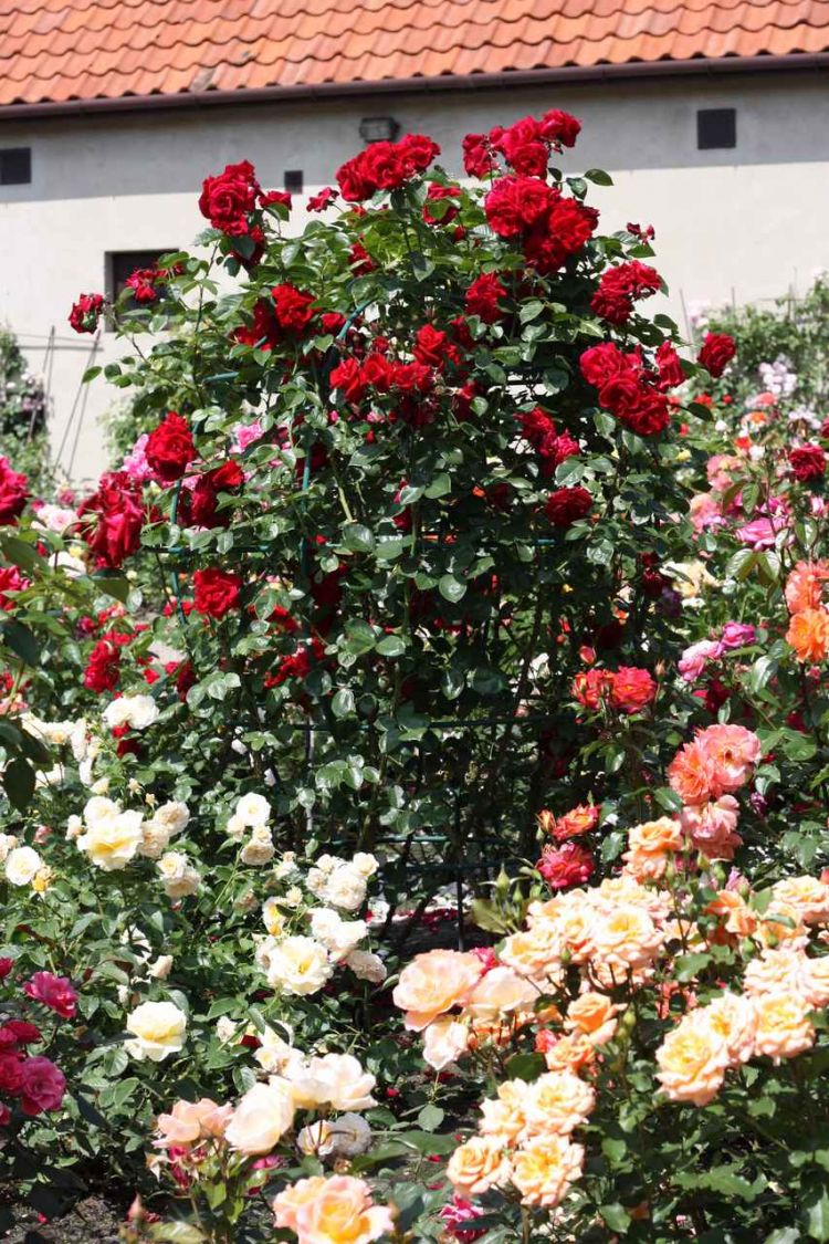 pałacowa rózanka róza pnąca