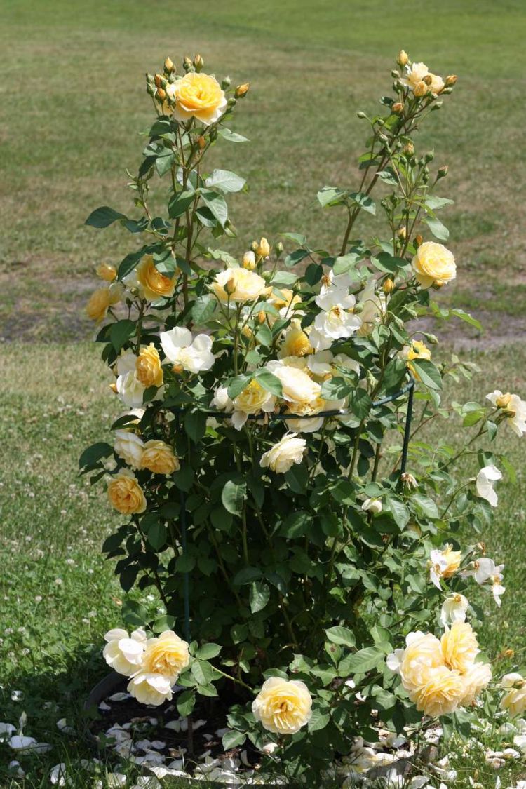 róza abraham darby (lemon parody)