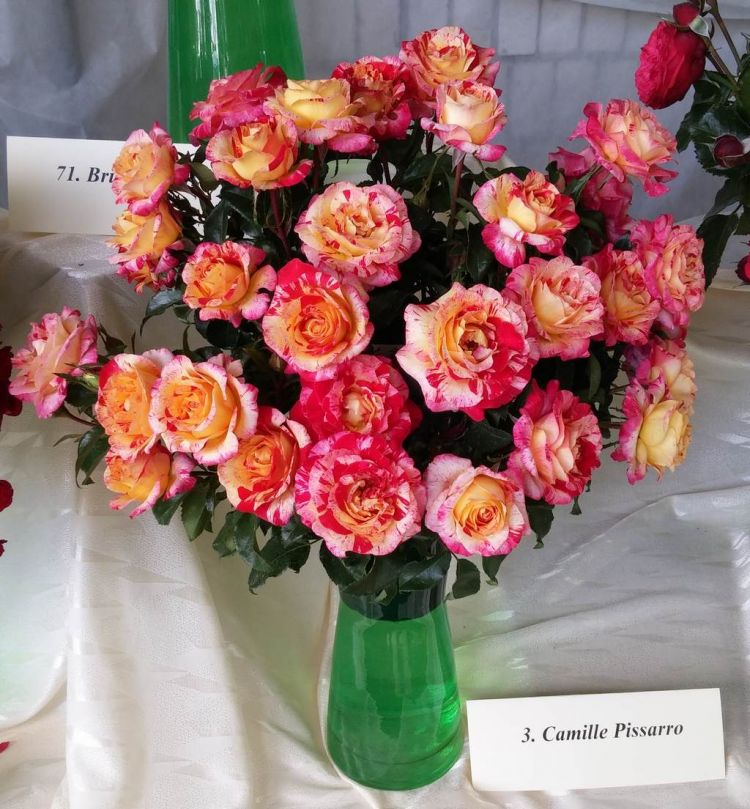 róża Camille Pisaro