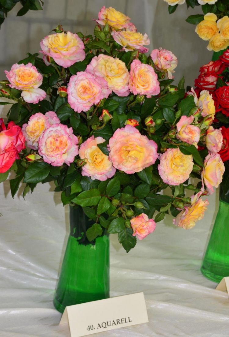 róże aquarell