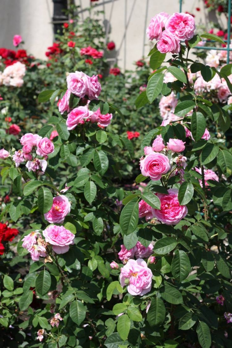 wyglada na róże Comte de Chambord