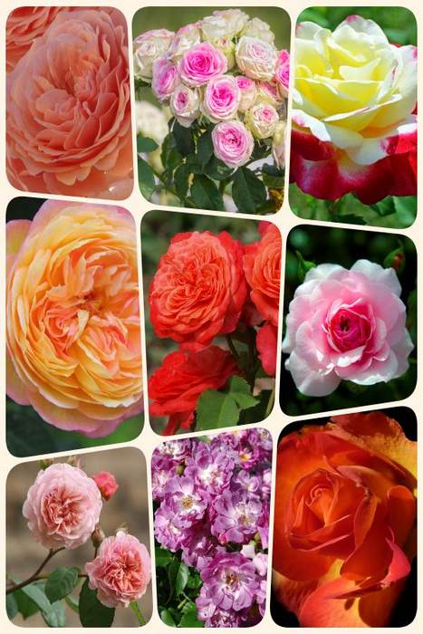 róże średni zestaw