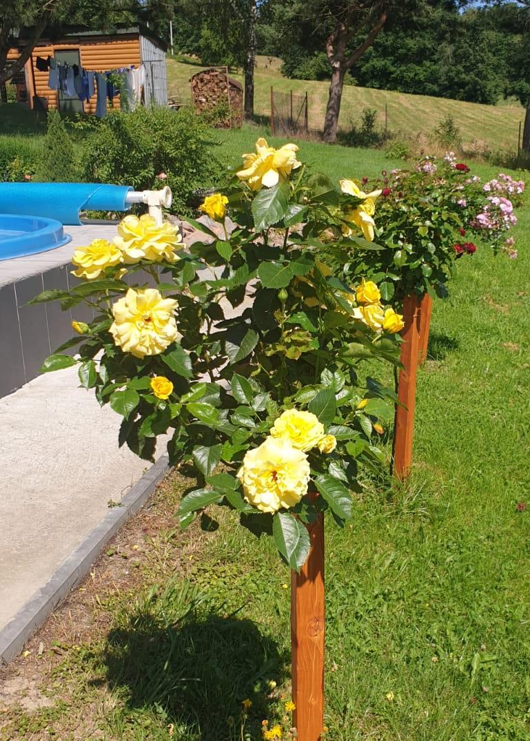 koresia róża pienna pana Jerzego