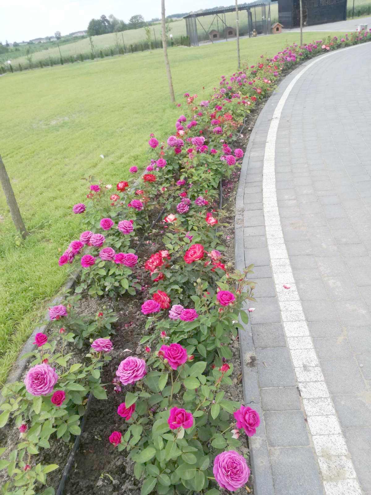 rabata różana róże rabatowe