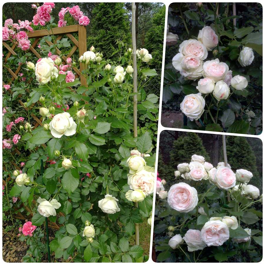 rajska róża Pani Jolanty