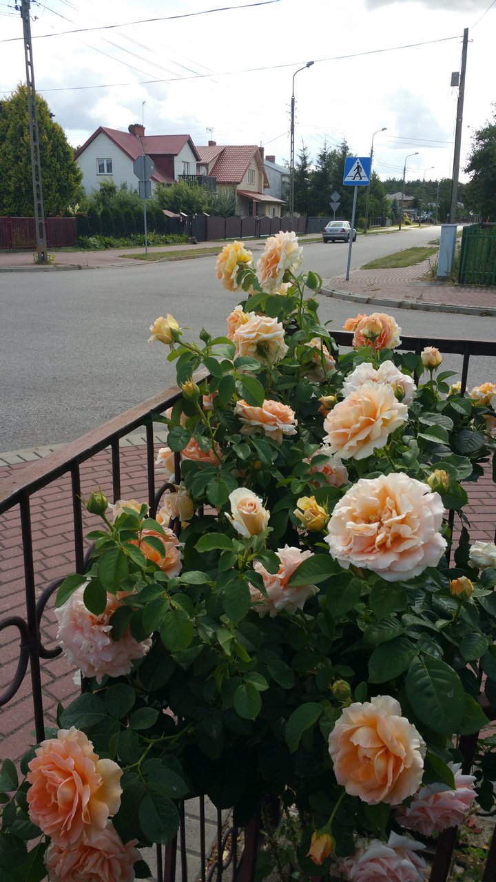 róża pnąca polka