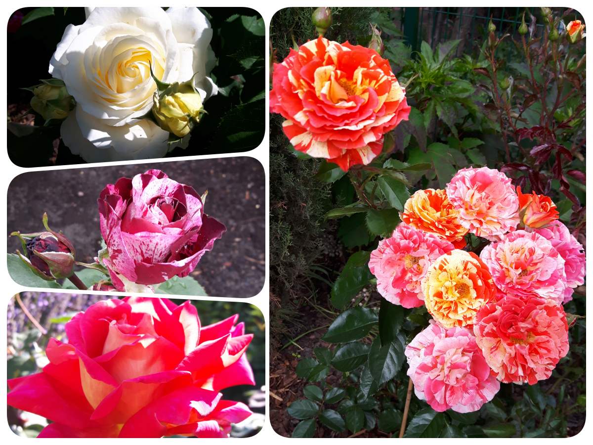 róże Pani Hanny z Gostynia