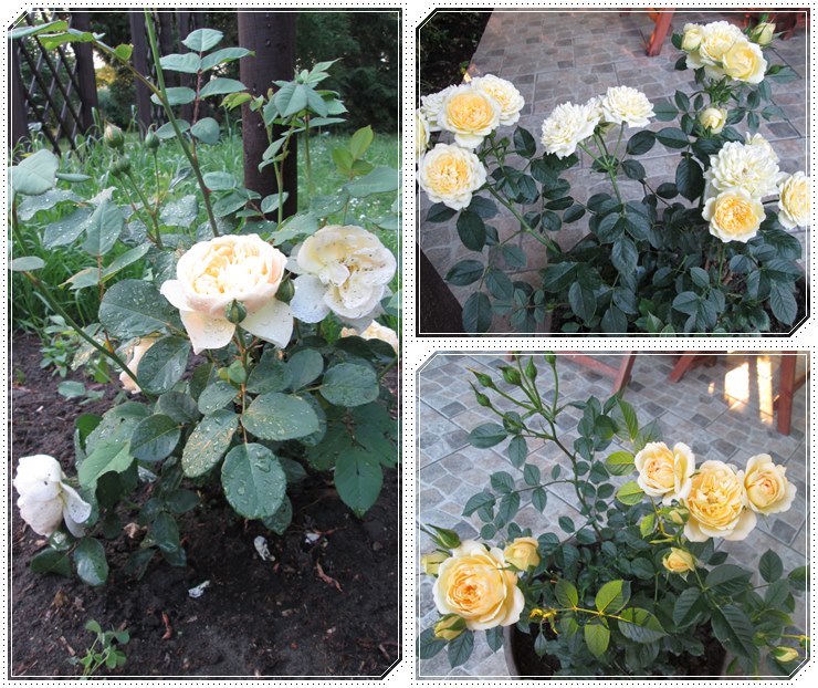 róże Pani Hanny z Jasienia