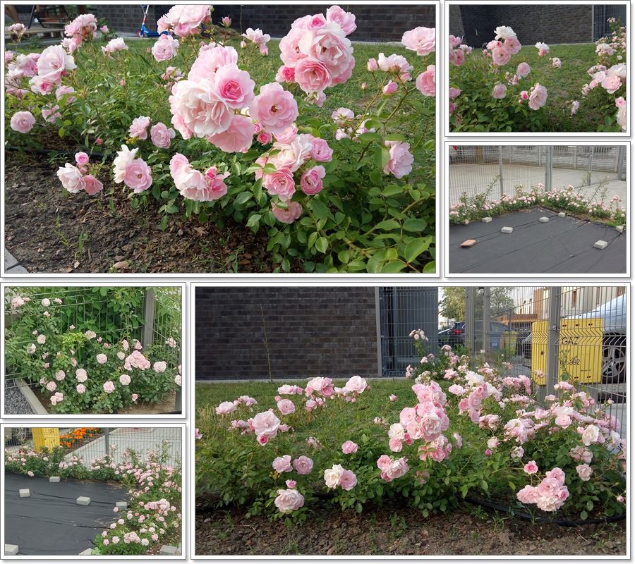 róże Bonica Pana Grzegorza z Wrocławia