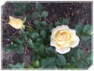 róża miniaturowa od klientki Sweet Memories