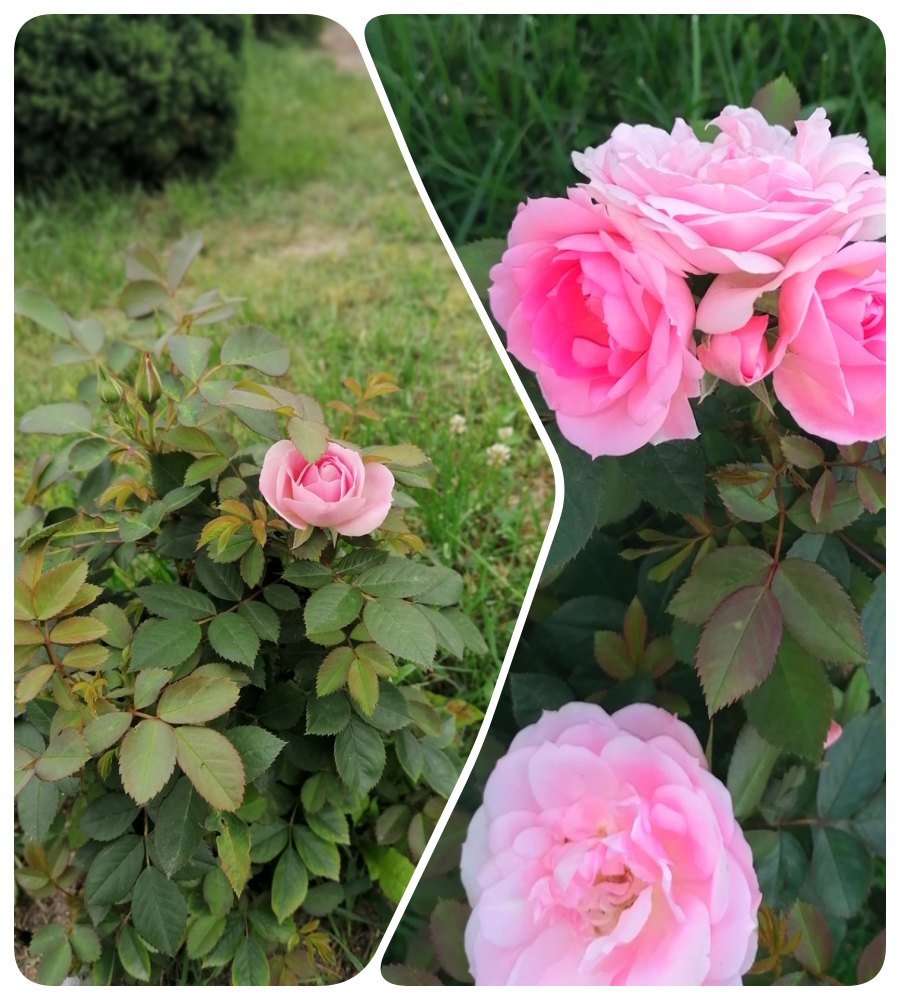 róże Pani Agnieszki