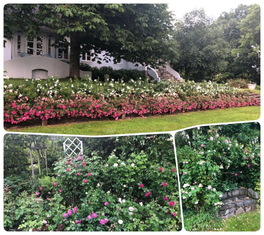 roże grodowe Pani Anety