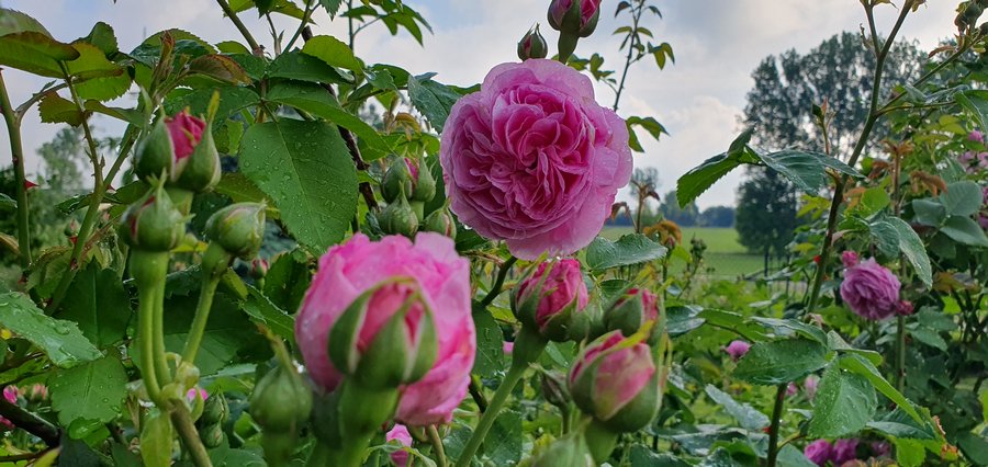 róże historyczne Louise Odier