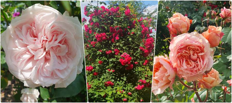 róże ogrodowe odmiany