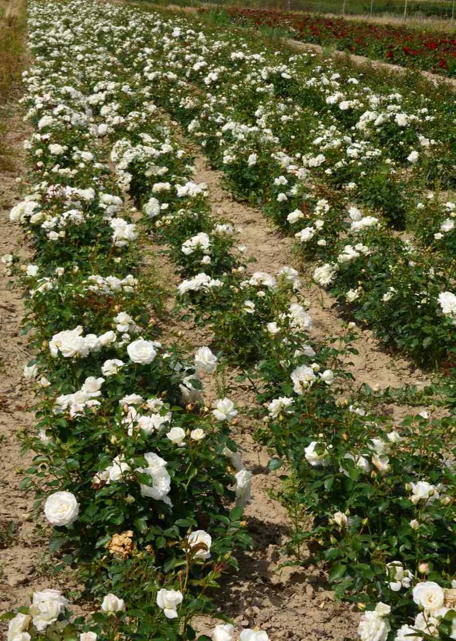 białe róze w szkólce