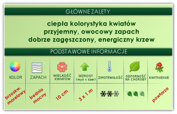 Aloha róże pnące gł. zal.
