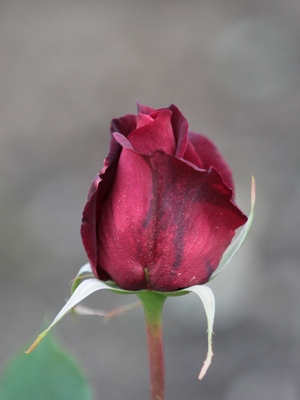 róże wielkokwiatowe Papa Meilland