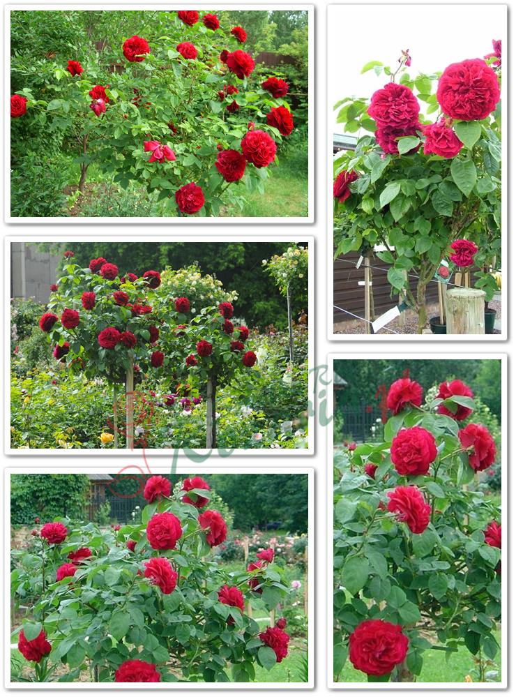 czerwone róze pienne Auscrim